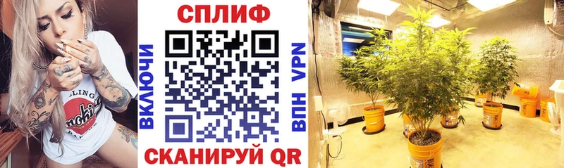 Бошки марихуана марихуана  сайты даркнета телеграм  блэк спрут как войти  Гудермес  где найти наркотики 